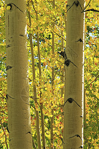 科罗拉多州洛基山脉阿斯彭树林风景黄色颤木森林树干绿色太阳叶子地区性岩石图片