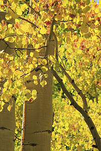 科罗拉多州洛基山脉阿斯彭树林橙子森林风景国家颤木荒野太阳黄色叶子地区性图片