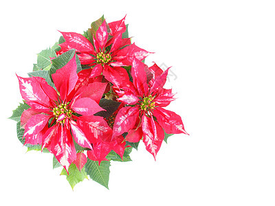 波因斯提亚圣诞星问候星星卡片晚报植物白色红色问候语图片
