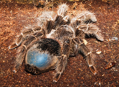 蜘蛛动物狼蛛头发危险黑色昆虫棕色网络漏洞野生动物图片