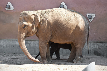 大象象牙动物灰色哺乳动物食草树干婴儿野生动物动物园荒野图片