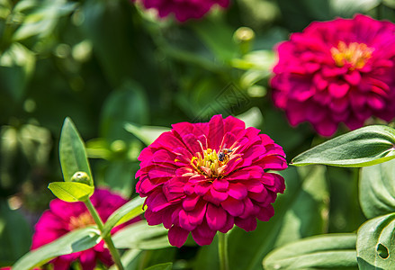 粉红色的雪贝拉花朵上的蜜蜂6图片