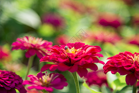 粉红色的雪贝拉花上的蜜蜂2高清图片