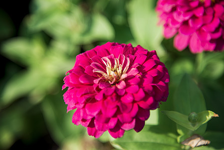 花园里的一朵粉红色的雪贝拉花2图片