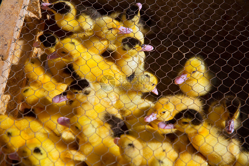 在铁丝网网下以黄色和黑色的鸭子小鸭子小鸡动物栖息地羽毛谷仓配种经济鸟类生育力图片
