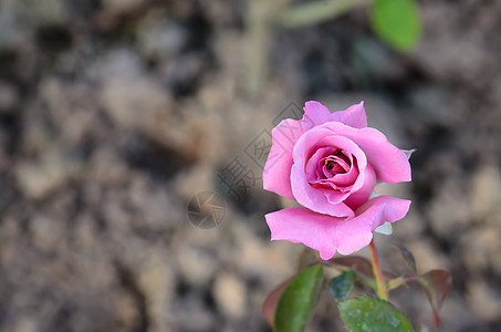 玫瑰花花植物学兰花植物植物群绿色紫色玫瑰树叶花园花瓣图片