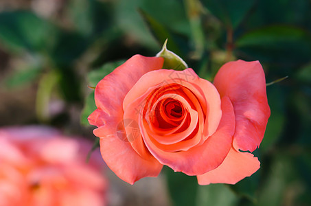 玫瑰花花花瓣红色绿色树叶植物玫瑰花园植物学兰花叶子图片