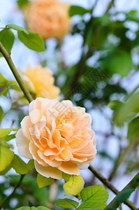 黄黄色花朵兰花植物群玫瑰叶子绿色植物学花瓣树叶花园花束背景图片