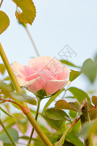 粉红玫瑰花绿色植物学花束玫瑰粉色植物群植物叶子兰花花园图片