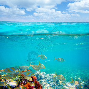 地中海水下有Selema鱼学校海洋海景盐水生活生物天空海滩环境动物叶子图片