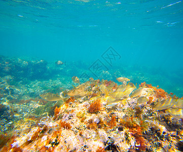 地中海水下有Selema鱼学校海岸生活生物海岸线海景植物海滩盐水海葵海器图片