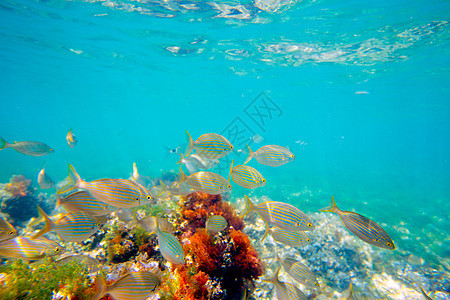 地中海水下有Selema鱼学校动物浮游生活植物群海岸线环境盐水海滩海洋叶子图片