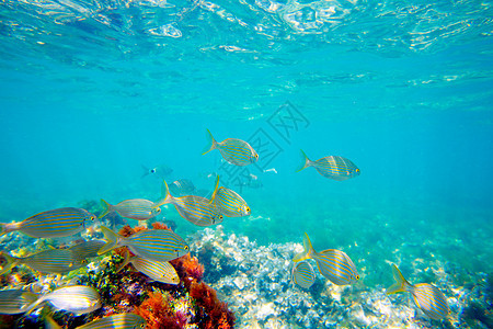 地中海水下有Selema鱼学校海洋盐水生活叶子海岸蓝色生物环境浮游植物图片