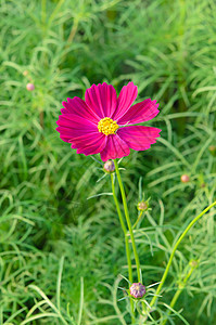 粉色菊花花花瓣花束季节植物学雏菊植物绿色花园叶子植物群图片