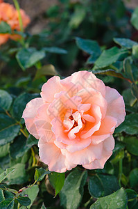 玫瑰花在乐园中绿色树叶兰花植物群花瓣植物学植物叶子玫瑰花园图片