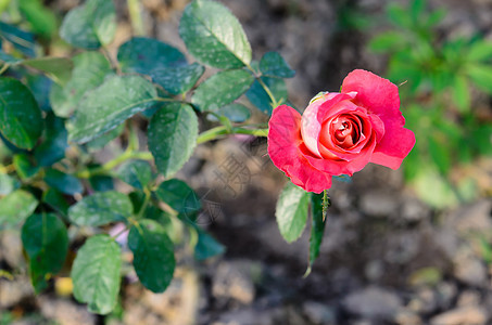 鲜玫瑰花兰花花瓣植物植物学树叶植物群叶子花园红色花束图片