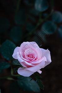 粉红玫瑰花花束叶子植物学花园植物群植物绿色树叶兰花粉色图片