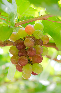 成熟葡萄收成水果食物叶子生长酒厂农场生产葡萄园植物图片