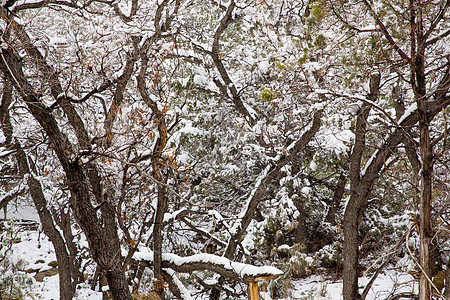 美国内华内华达州 春雪在树上荒野悬崖旅行衬套树木植物群天空分支机构风景岩石图片