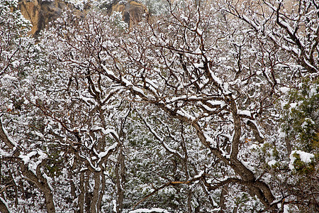 美国内华内华达州 春雪在树上高山地标风景植物群岩石远足顶峰旅行荒野公园图片