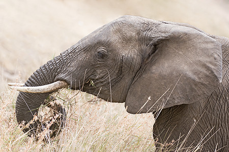 非洲大象头动物群荒野獠牙女性野生动物树干陆地动物草食性图片