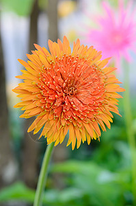 花朵在花园中的菊花绿色植物学植物群橙子植物季节雏菊黄色叶子花束图片