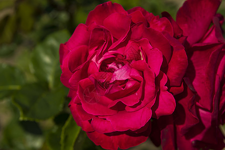 红玫瑰生长公园香味叶子玫瑰季节花园活力红色花瓣图片