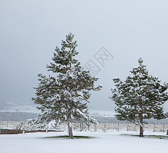 美国内华达州 公园第一次下雪树木衬套植物群远足分支机构天空顶峰假期地标旅行图片