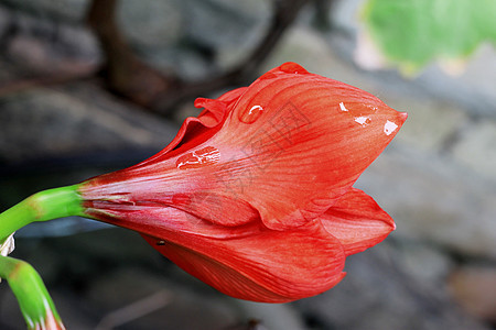 雨后水滴和火红的阿玛丽丝生长红宝石花瓣曲线卷曲植物群季节灯泡植物学植物图片