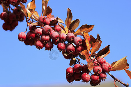 太平洋Crabapple树摩卢斯福斯卡树叶叶子海棠褐色红色宏观水果图片