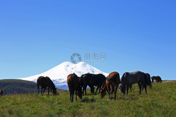 夏季秋天的考克斯草地上的马草原阳光哺乳动物爬坡绿色植物风景牧场农村动物自由图片