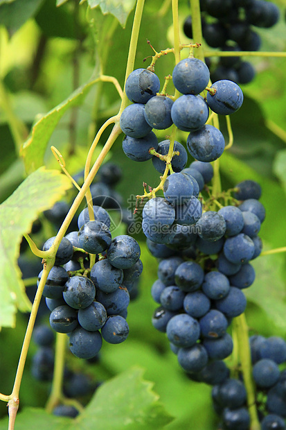 黑葡萄团准备收割阳光村庄收成水果酒精植物叶子藤蔓食物乡村图片