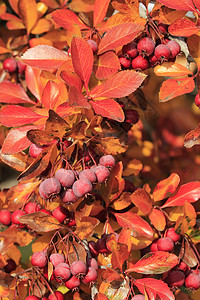 太平洋Crabapple树摩卢斯福斯卡叶子树叶水果褐色海棠红色宏观图片