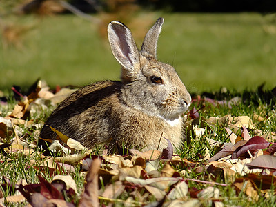 东棉尾兔哺乳动物动物绿色树叶兔子野生动物荒野图片
