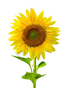 向日向天空向日葵黄色叶子太阳植物背景图片