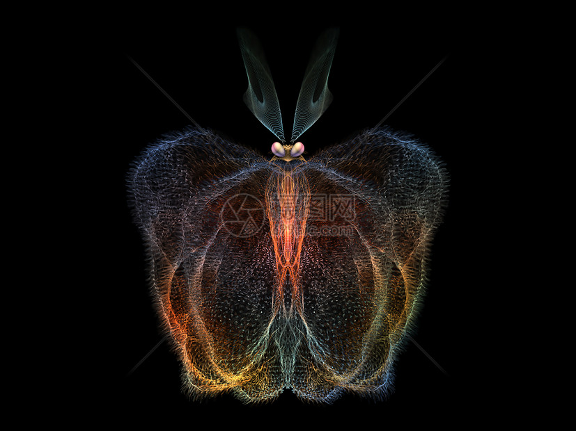 美丽的蝴蝶插图渲染森林创造力昆虫学昆虫设计装饰品触角元素图片