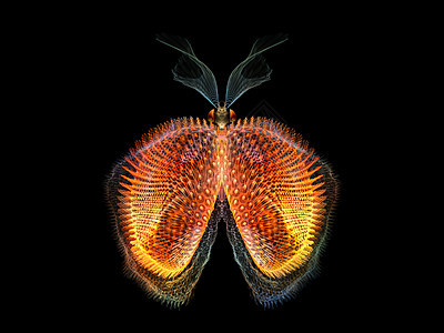 美丽的蝴蝶眼睛奉承宏观渲染翅膀几何学昆虫森林想像力元素图片
