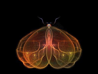 蝴蝶概念数学漏洞花园野生动物宏观翅膀插图昆虫学几何学想像力图片