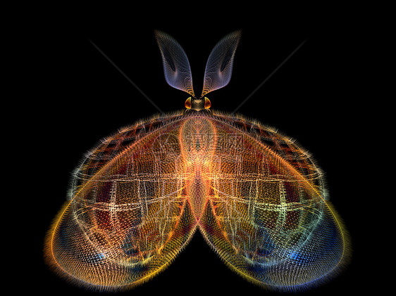 闪耀的蝴蝶动物想像力插图昆虫眼睛数学宏观触角创造力奉承图片