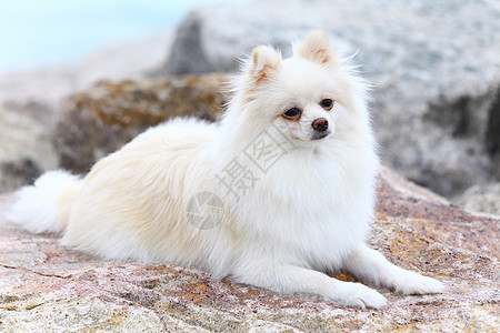 坐在岩石上的白波美犬图片