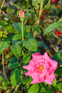 玫瑰花花植物玫瑰兰花绿色红色花瓣花园树叶植物学粉色图片