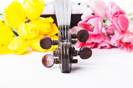 黑色旧小提琴粉色花朵海报古董白色乐器郁金香艺术娱乐黄色图片