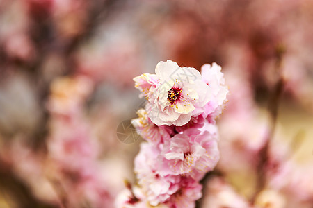 露花色彩梅花新生活花头风景粉色花朵植物红色自然图片