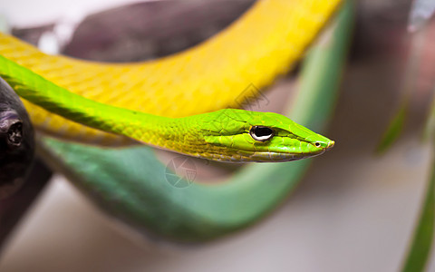 氧纤维蛇动物园口吻眼睛爬虫脊椎动物热带野生动物藤蔓黄色宏观图片