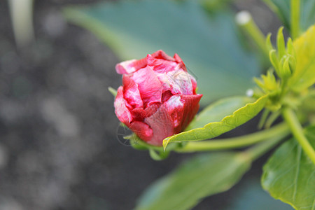 希比斯库植物学花园树叶花期花瓣乡村农业叶子紫色花蕾图片