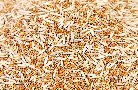 特写小麦谷物种子啤酒厂大麦爆米花生产啤酒植物群宏观粮食鸟类图片