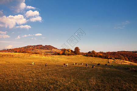 秋天牧草牛图片