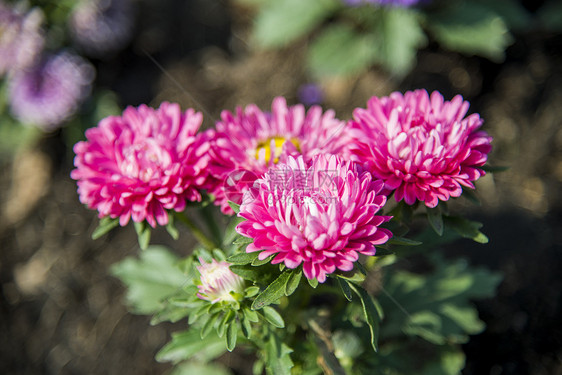 花园里有粉红菊花图片