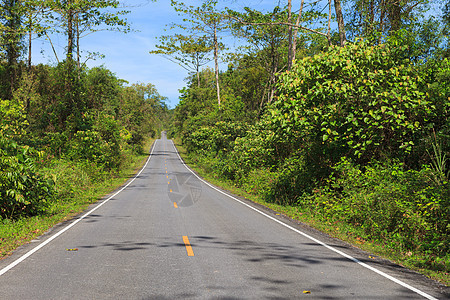 森林中的公路乡村森林曲线车道沥青运输绿色叶子蓝色天空图片