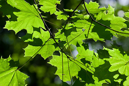 休假背景背景树木活力环境绿色生长太阳森林植物阳光叶子图片